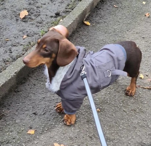 Dog parka coat - coat, small