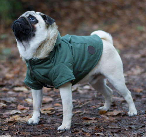 Sötnos fur trim parka - parka, dog