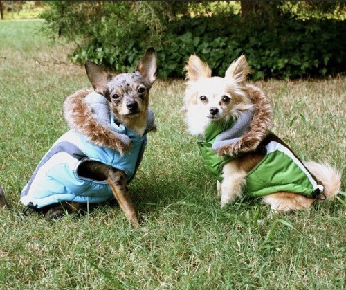 Dog parka puppy cat very - parka, small
