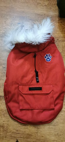Canada pooch winter - canada,